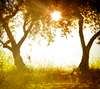 Olive Grove at Sunset