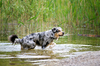 Australian Shepherd playing in