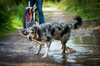 Australian Shepherd