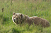 Brown Bear relaxing in the Gra
