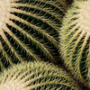 Echinocactus grusonii