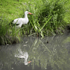 Stork at River