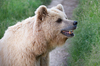 Brown Bear Close Up