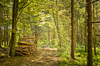 Forest Path