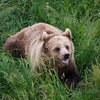 Angry Brown Bear in Grass
