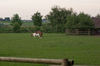 Pony Love