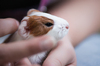 Baby Guinea Pig