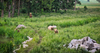 Bear Family