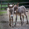 Donkey Foals