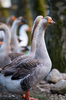 Geese