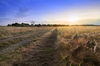 Dirt Road in Fields