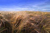 Golden Barley