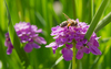 Bee on Iberis Flower