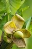 Banana Flower
