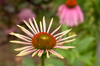 Echinacea