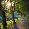 Sycamore Trees on Mountain Pat
