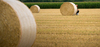 Two Girls hiding begind Straw 