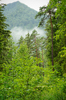 Mountain Forest