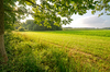 Summer Fields