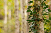 Birch Tree Forest