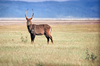 Antelope in the Maasai Mara