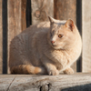 One-Eyed Cat