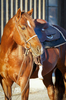 Quarter Horse ready to go
