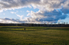 Farmland with Horse walking