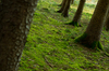 Vivid green Moss between old T