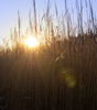 Sun shining through dry Reeds