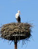 Stork on its nest