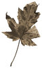 Leaf 34