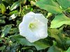 bindweed