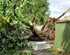 storm damage1