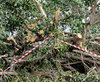 storm damage5