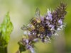 Hover Fly