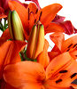 lily display5