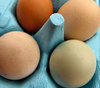 egg pack1