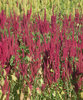 Amaranth patch