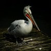Pelican