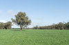 agriculture