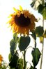 Sunflower1