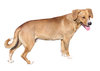 Dog isolated