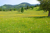 flower meadow