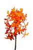 Flower isolated