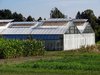 glass houses and fields