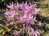 meadow saffron