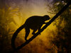 Jungle