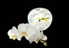 White orchid , candle on black