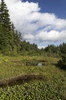 Forest bog
